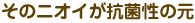 そのニオイが抗菌性の元