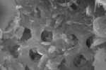 珪藻土の顕微鏡写真