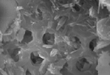 珪藻土の顕微鏡写真