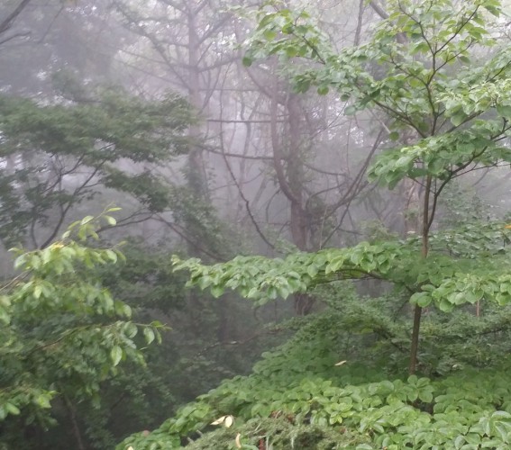 緑がすずやかな山梨県