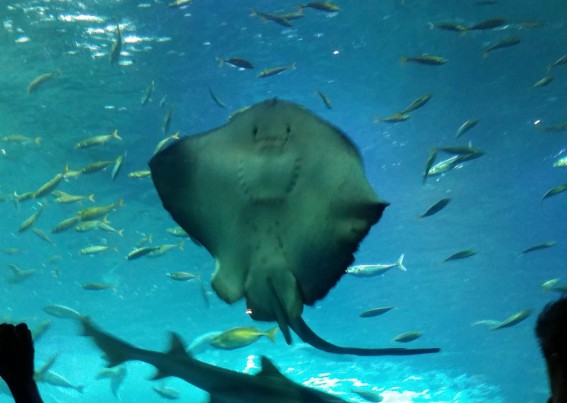 夏の水族館は涼しいですね~