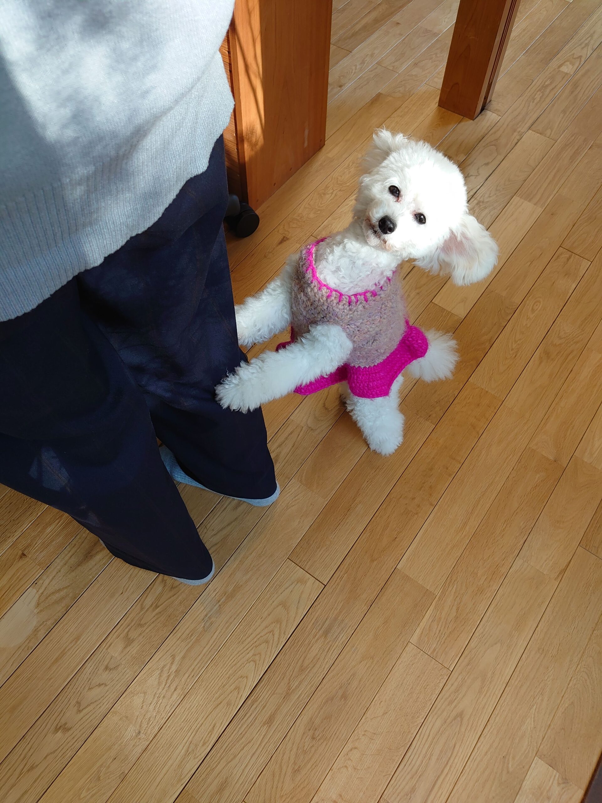 無垢の床とペットの健康を考えた床材選び 無垢 漆喰 珪藻土 自然素材の内装材ブログ アトピッコハウス 無垢の床とペットの健康を考えた床材選び 無垢 漆喰 珪藻土 自然素材の内装材ブログ アトピッコハウス