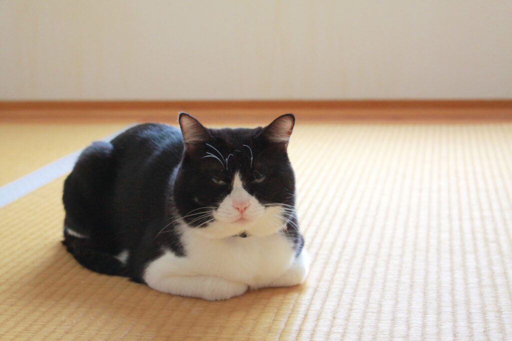 ネコと畳