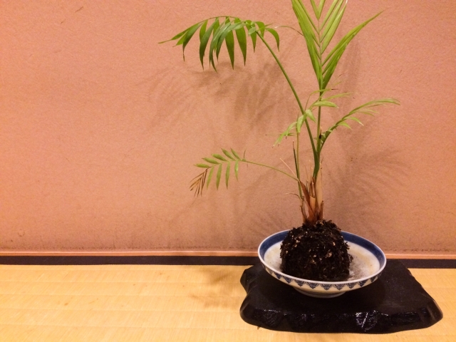 和室に植物を飾る