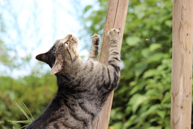 珪藻土は、猫のトイレなどの消臭にも効果的  無垢・漆喰・珪藻土 