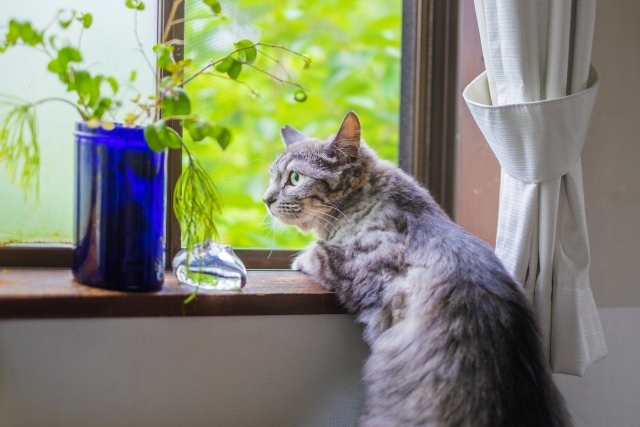 窓辺の猫