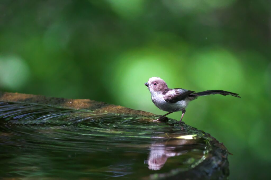 野鳥