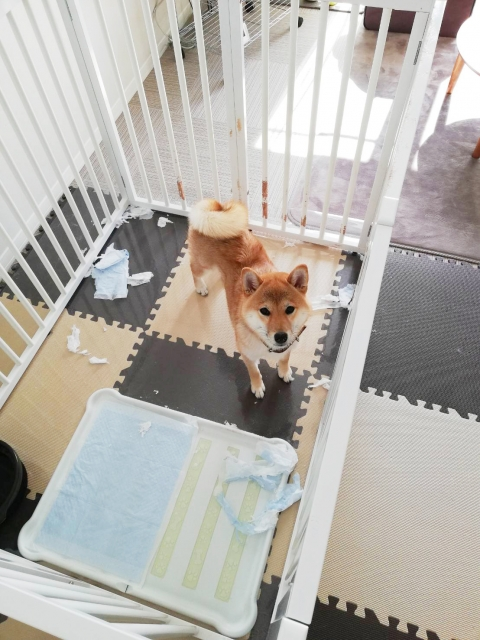 いたずらをする犬