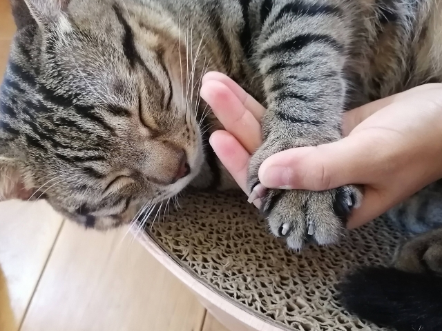 猫の爪