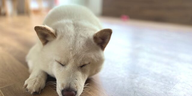 ペットフローリング