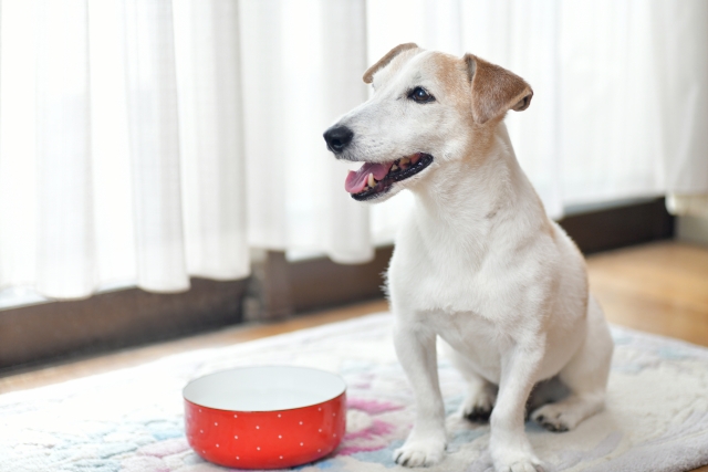 水を飲む犬