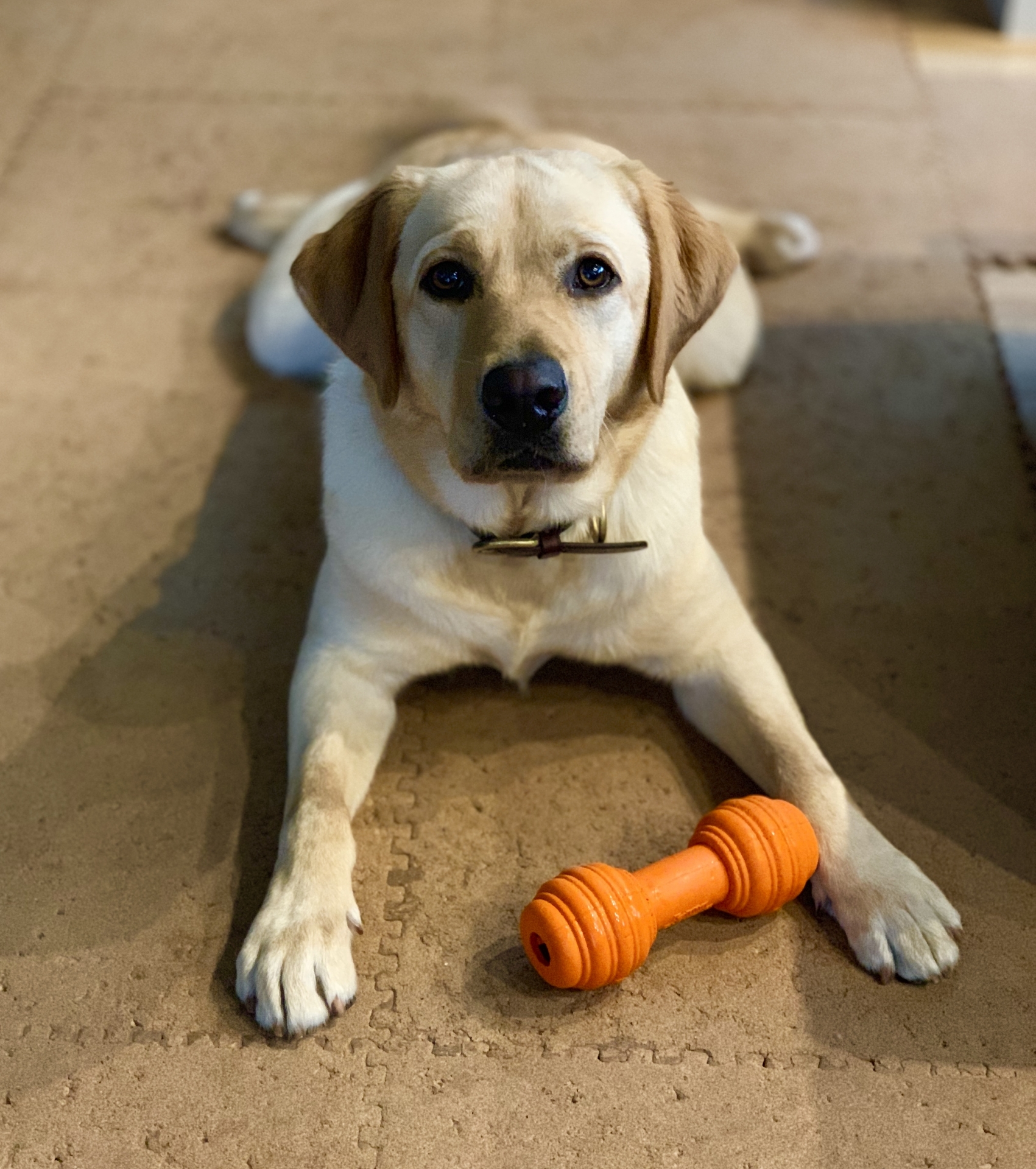 タイルカーペットと犬