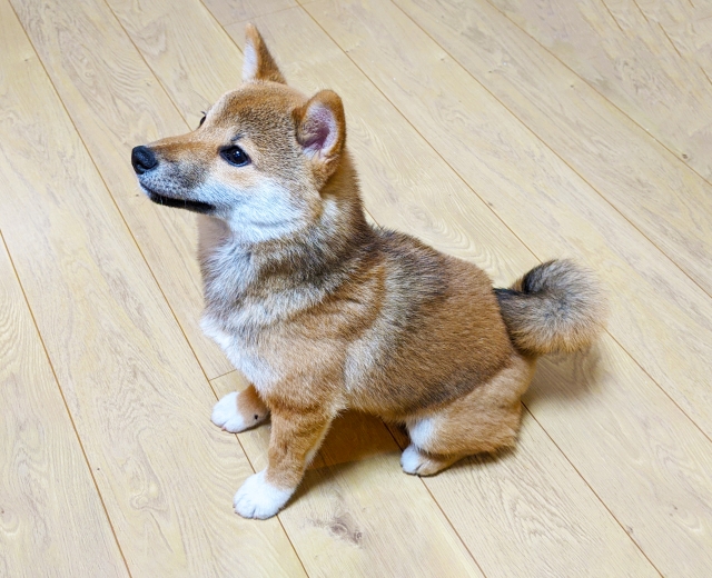 犬とフローリング