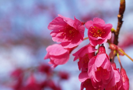 桜のイメージからは遠い寒緋桜