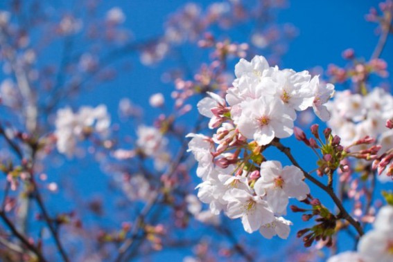 日本人の春の景色に欠かせない「桜」