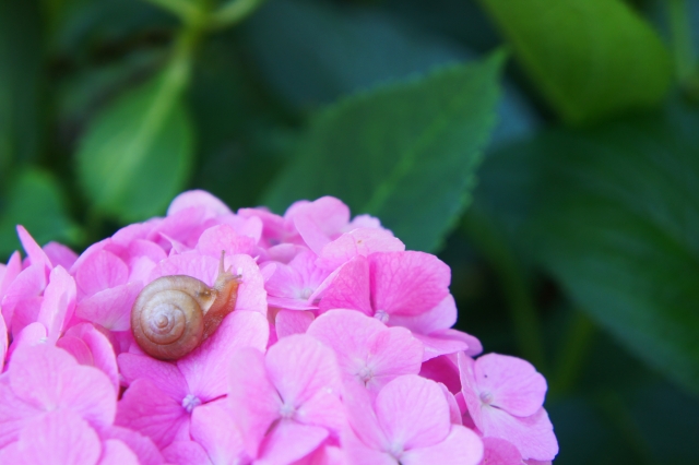 紫陽花はきれいですがベタベタは嫌いです