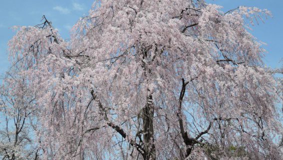 枝垂桜