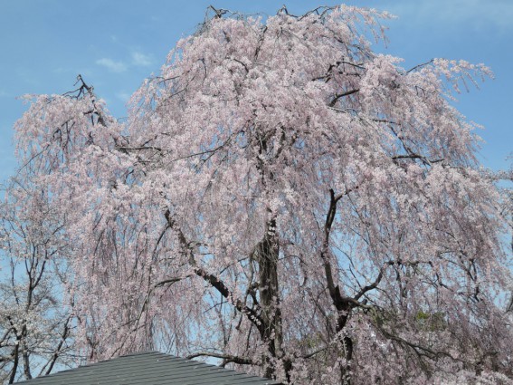 枝垂桜