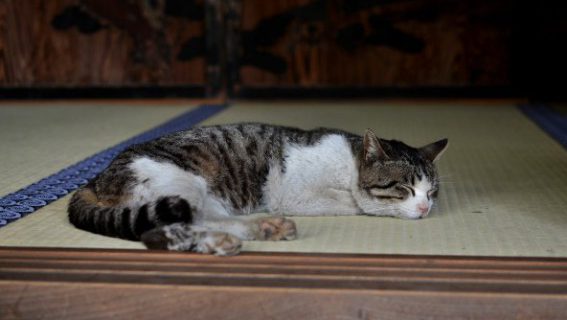 畳の部屋は多様性がある